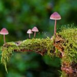planet-of-mushrooms