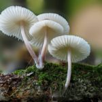Mushroom Spores