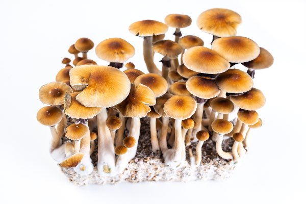 What are psilocybin and magic mushrooms?