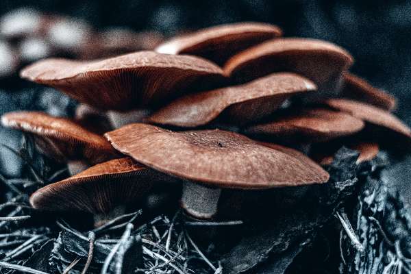 Grow Mushrooms Efficiently Using Mushroom Spawn